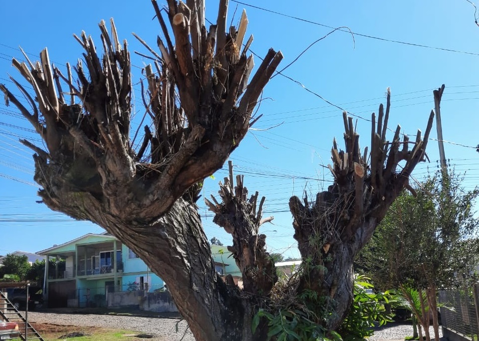 Você está visualizando atualmente SECRETARIA DE MEIO AMBIENTE ALERTA QUE A PODA DRÁSTICA É INFRAÇÃO AMBIENTAL