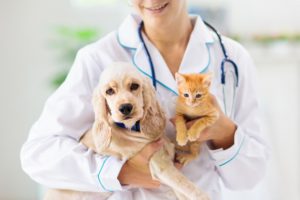 Leia mais sobre o artigo PREFEITURA ESTÁ COM EDITAL ABERTO PARA CREDENCIAMENTO DE CLÍNICAS VETERINÁRIAS