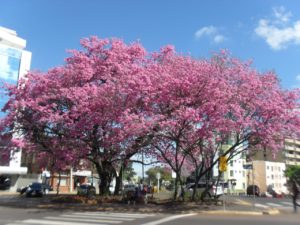 Leia mais sobre o artigo ARBORIZAÇÃO ADEQUADA MELHORA A QUALIDADE DE VIDA DAS CIDADES