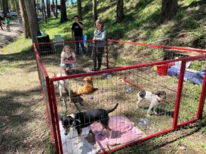 Leia mais sobre o artigo DIRETORIA DE BEM-ESTAR ANIMAL LEVA CÃES PARA ADOÇÃO NA FRINAPE